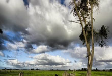 库里31+8华子28分 勇士险胜森林狼回西部第十.